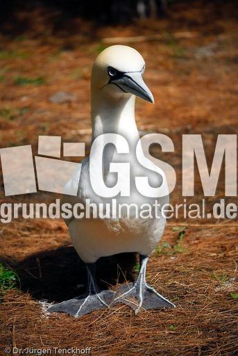 Basstölpel (15 von 24).jpg